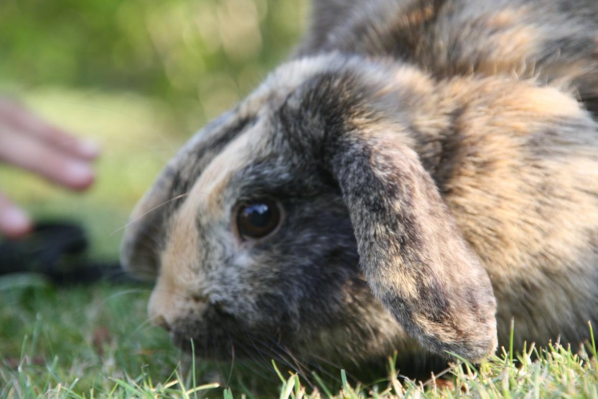 Kanin Cato og vanilje billede 6