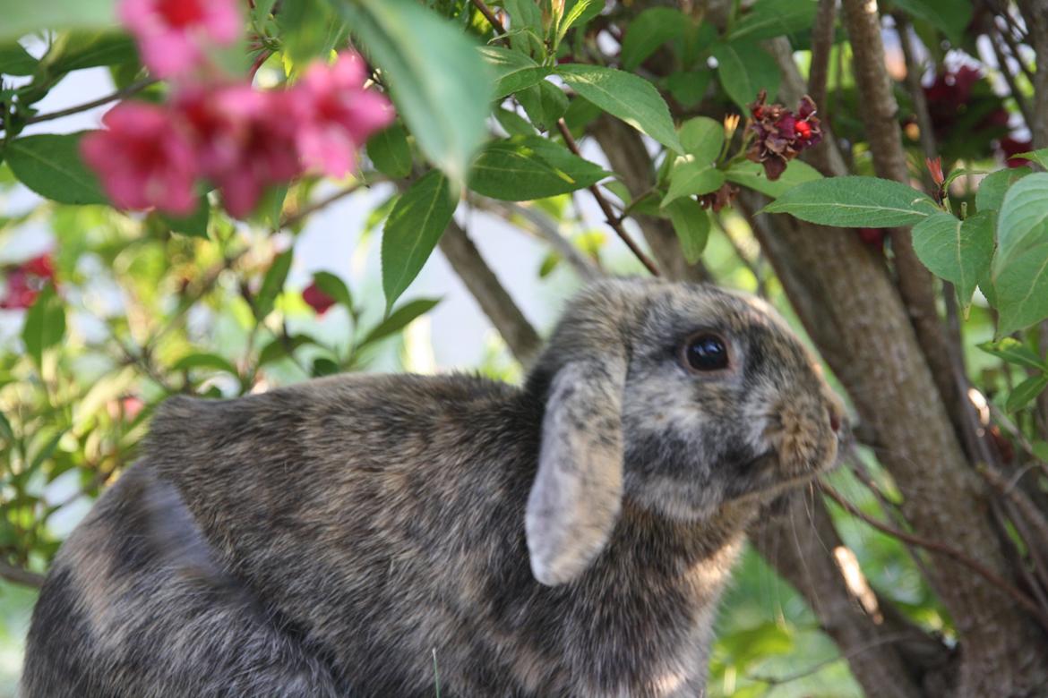 Kanin Cato og vanilje billede 2