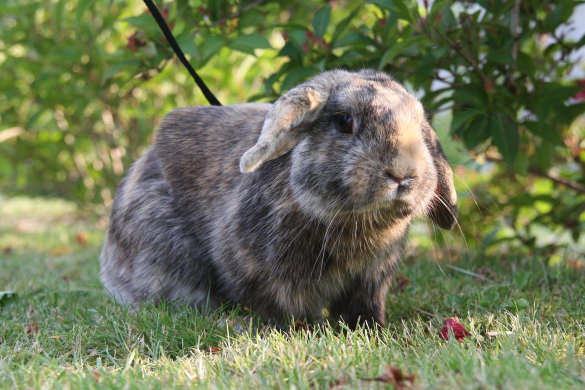 Kanin Cato og vanilje billede 10