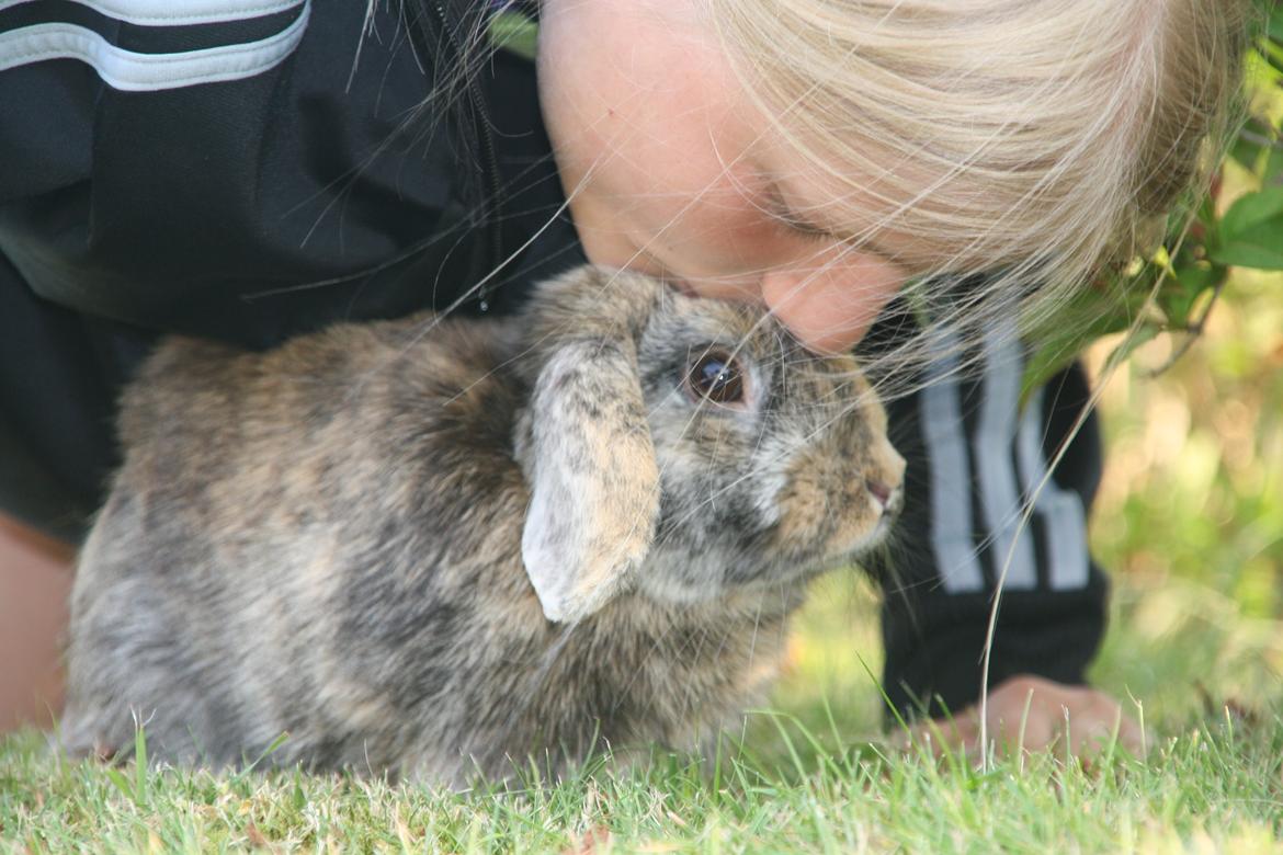 Kanin Cato og vanilje billede 7