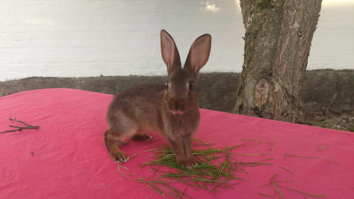 Kanin Belgisk hare Stald vinters prinsess billede 2