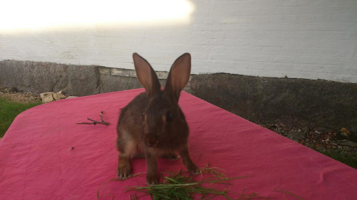 Kanin Belgisk hare Stald vinters prinsess billede 4