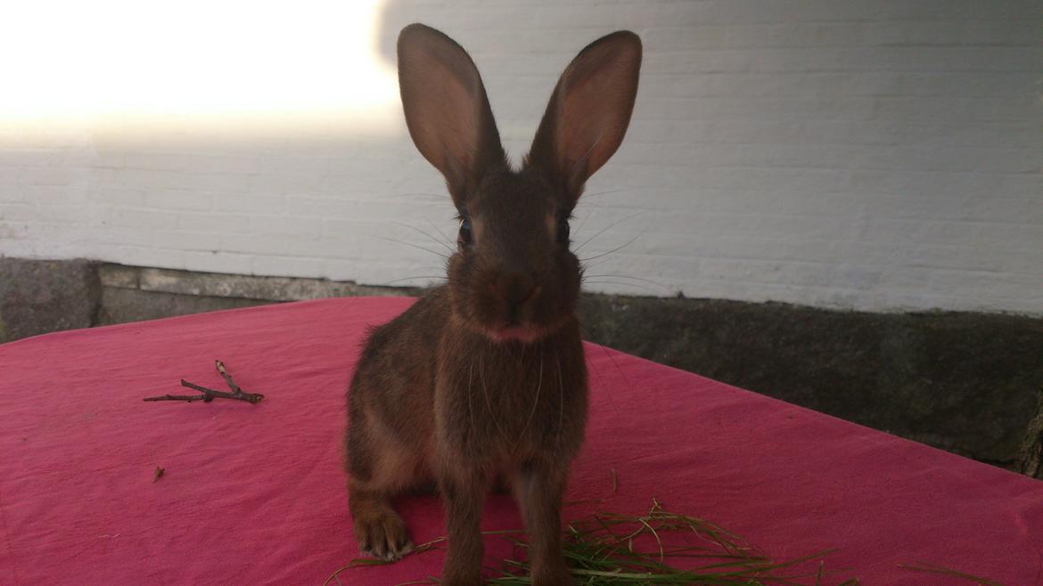 Kanin Belgisk hare Stald vinters prinsess billede 5