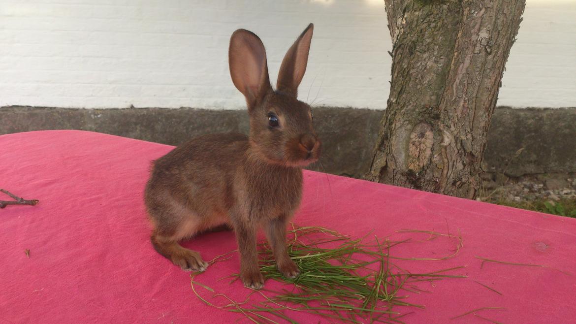 Kanin Belgisk hare Stald vinters prinsess billede 6
