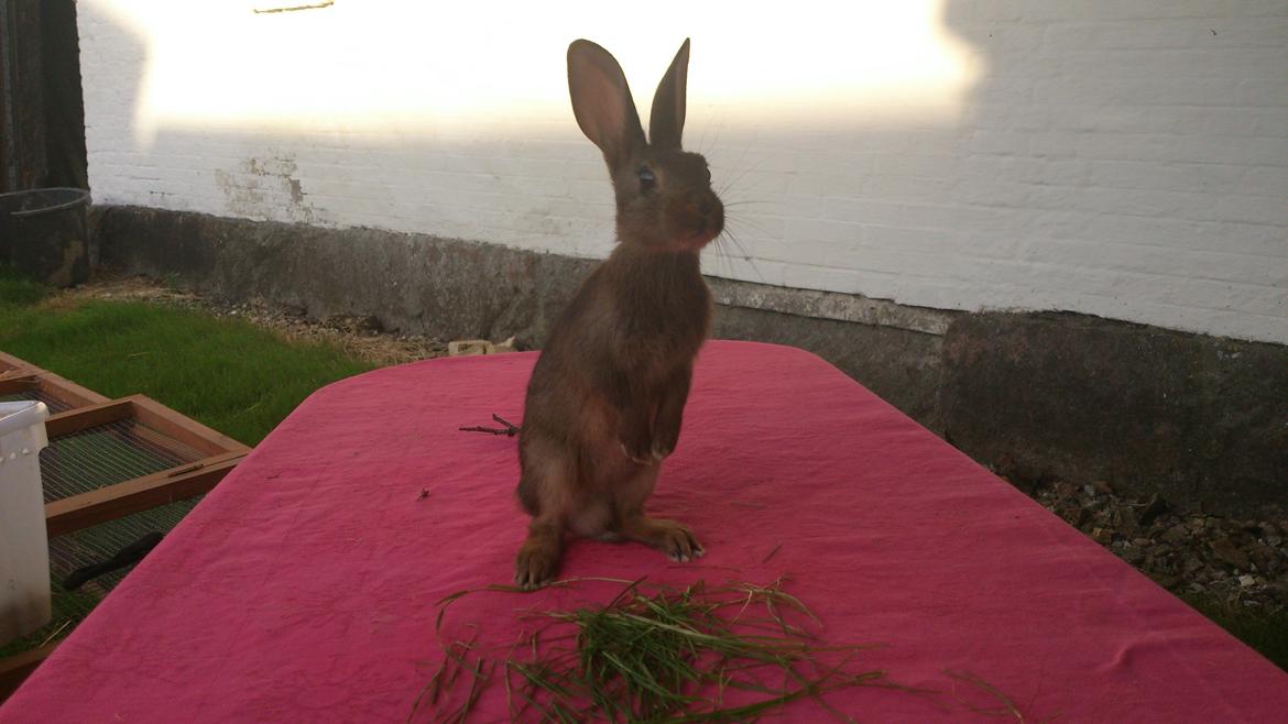 Kanin Belgisk hare Stald vinters prinsess billede 7