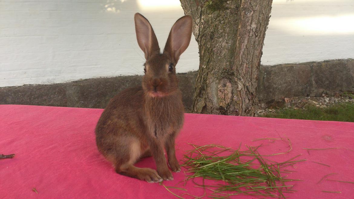 Kanin Belgisk hare Stald vinters prinsess billede 8