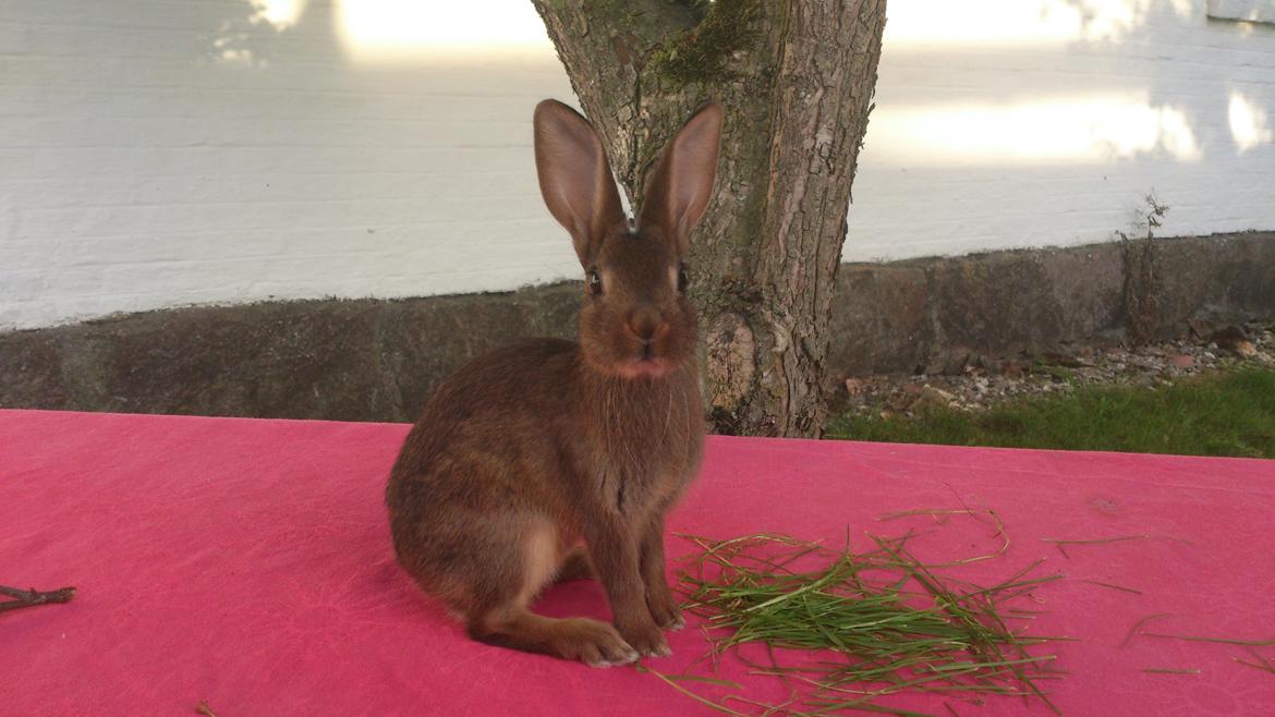 Kanin Belgisk hare Stald vinters prinsess billede 9