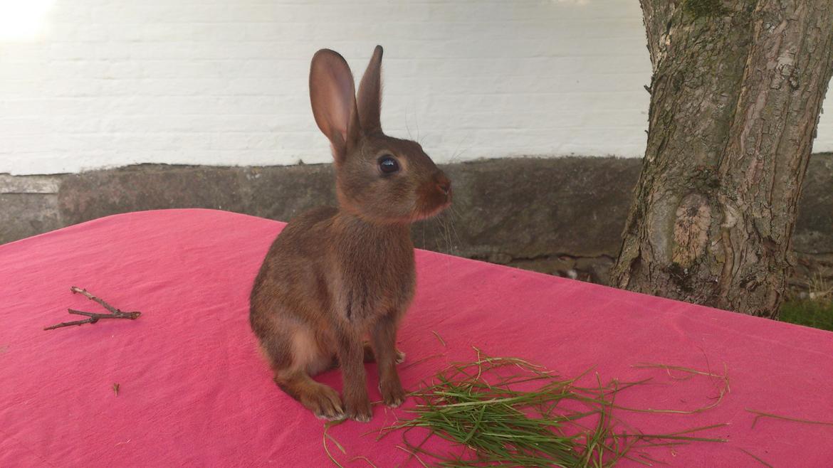 Kanin Belgisk hare Stald vinters prinsess billede 10