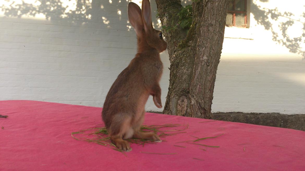 Kanin Belgisk hare Stald vinters prinsess billede 11