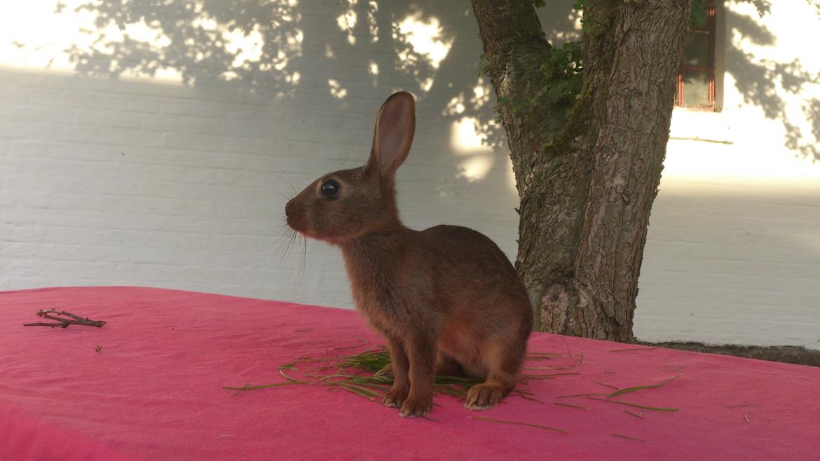Kanin Belgisk hare Stald vinters prinsess billede 12