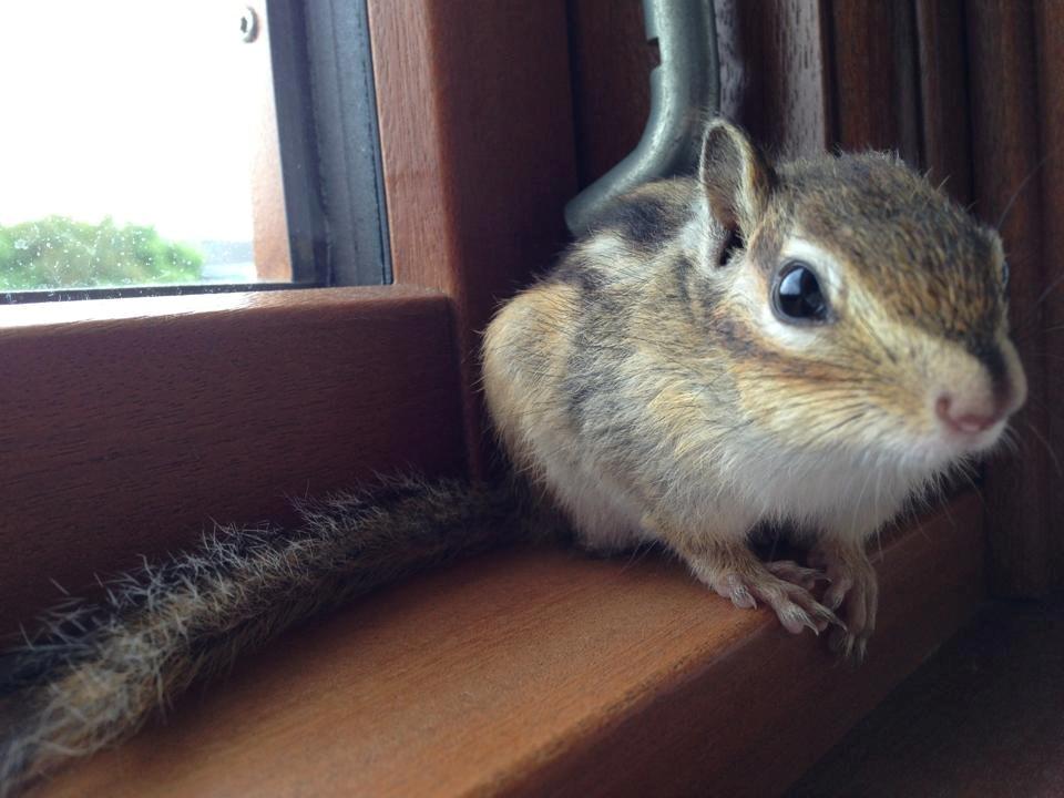 Jordegern Snøvs billede 3