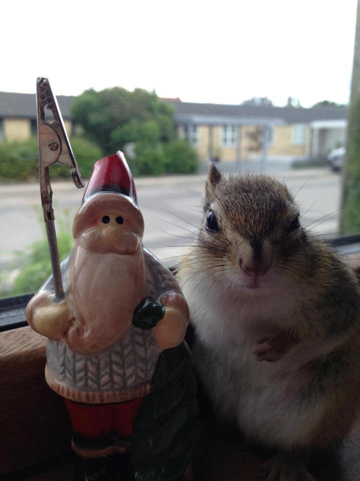 Jordegern Snøvs billede 4