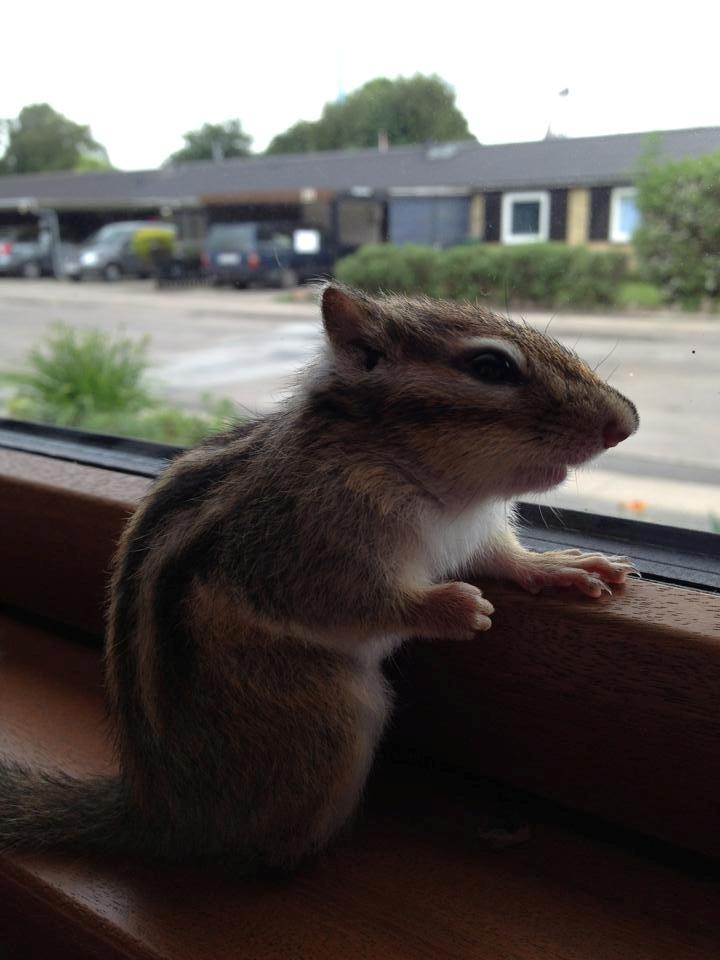 Jordegern Snøvs billede 5