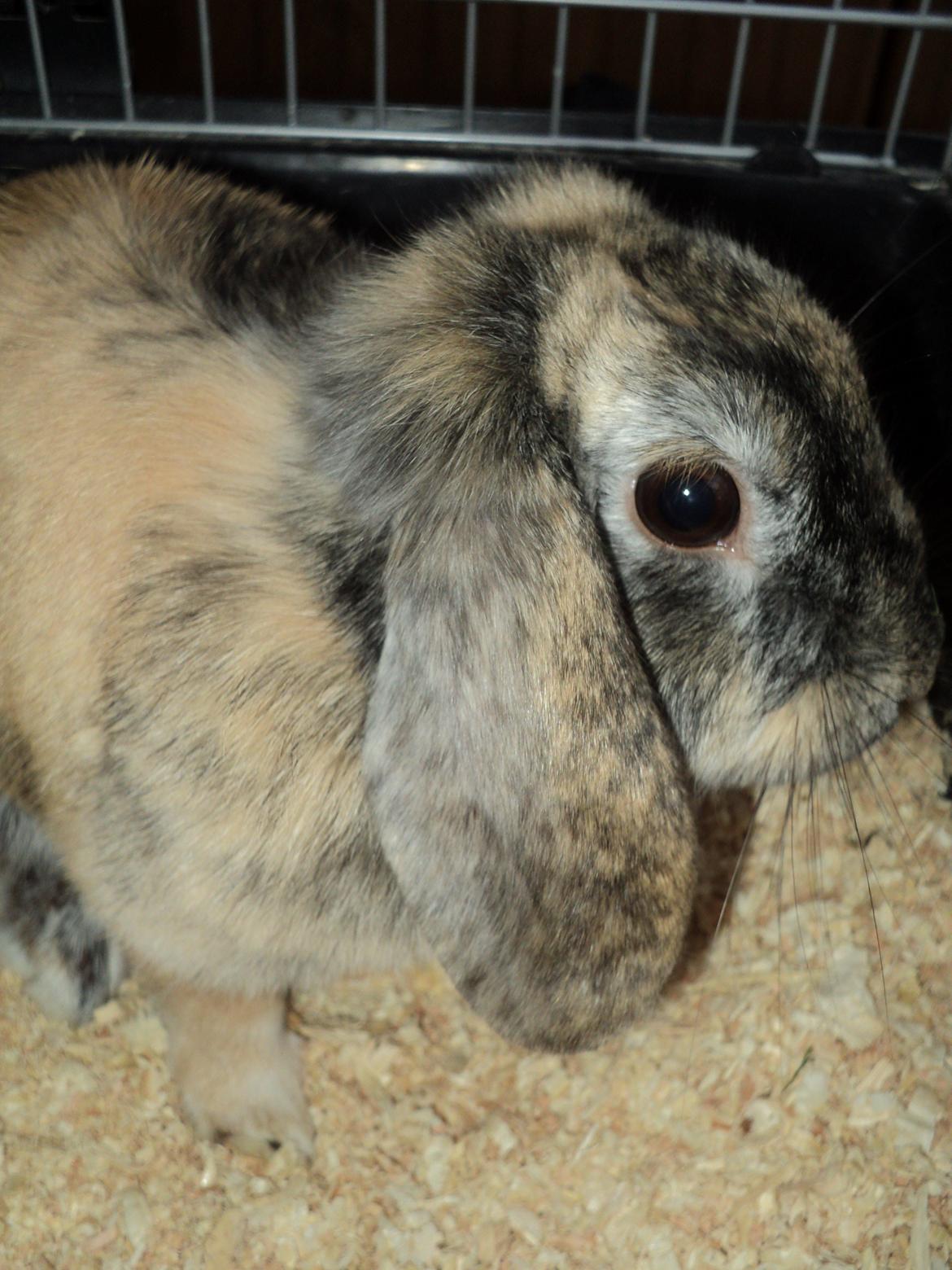 Kanin The Way of Mississippi ( Missi) - Your are my friend i love you and i now you love me and yout not "JUST" a rabbit your are my little bunny and i wel never net you go! billede 1