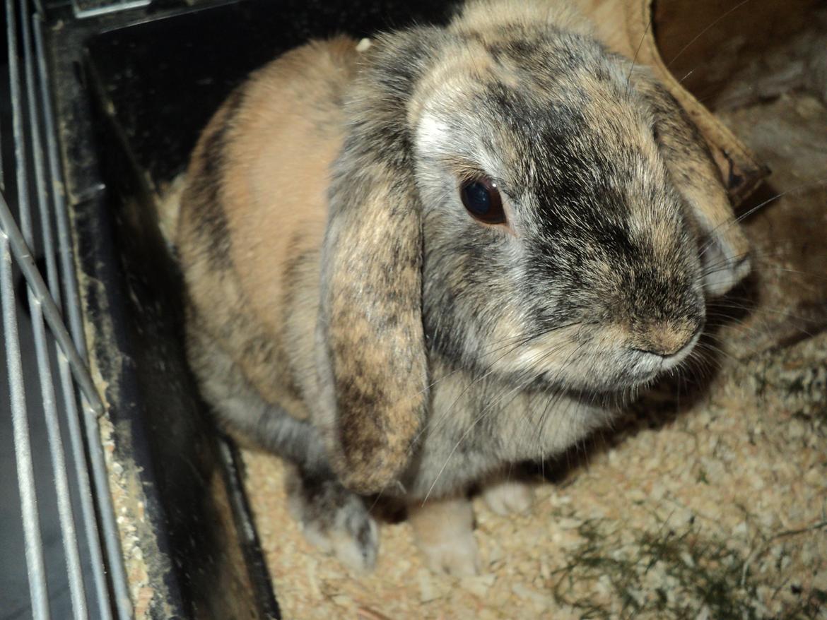 Kanin The Way of Mississippi ( Missi) - Jeg er alså nysgerrig!! billede 2