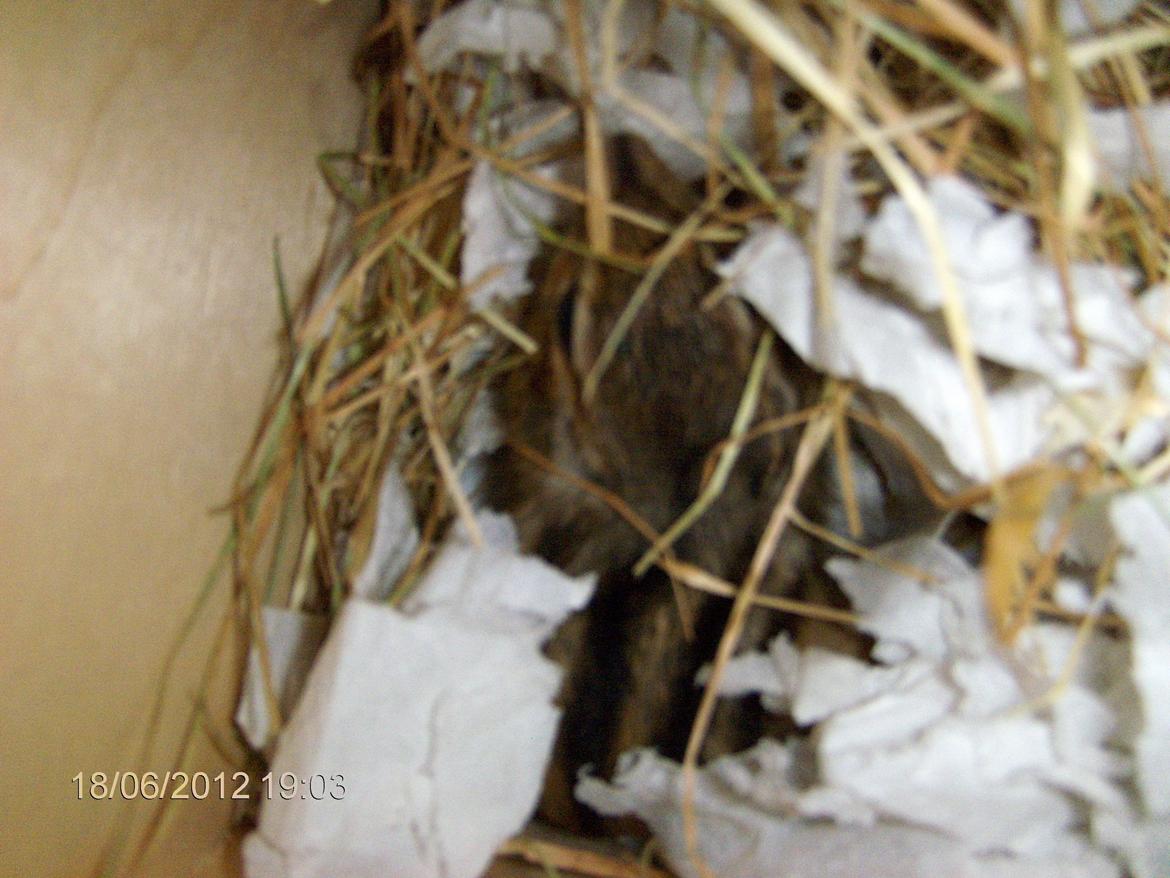 Jordegern Snøvs billede 6