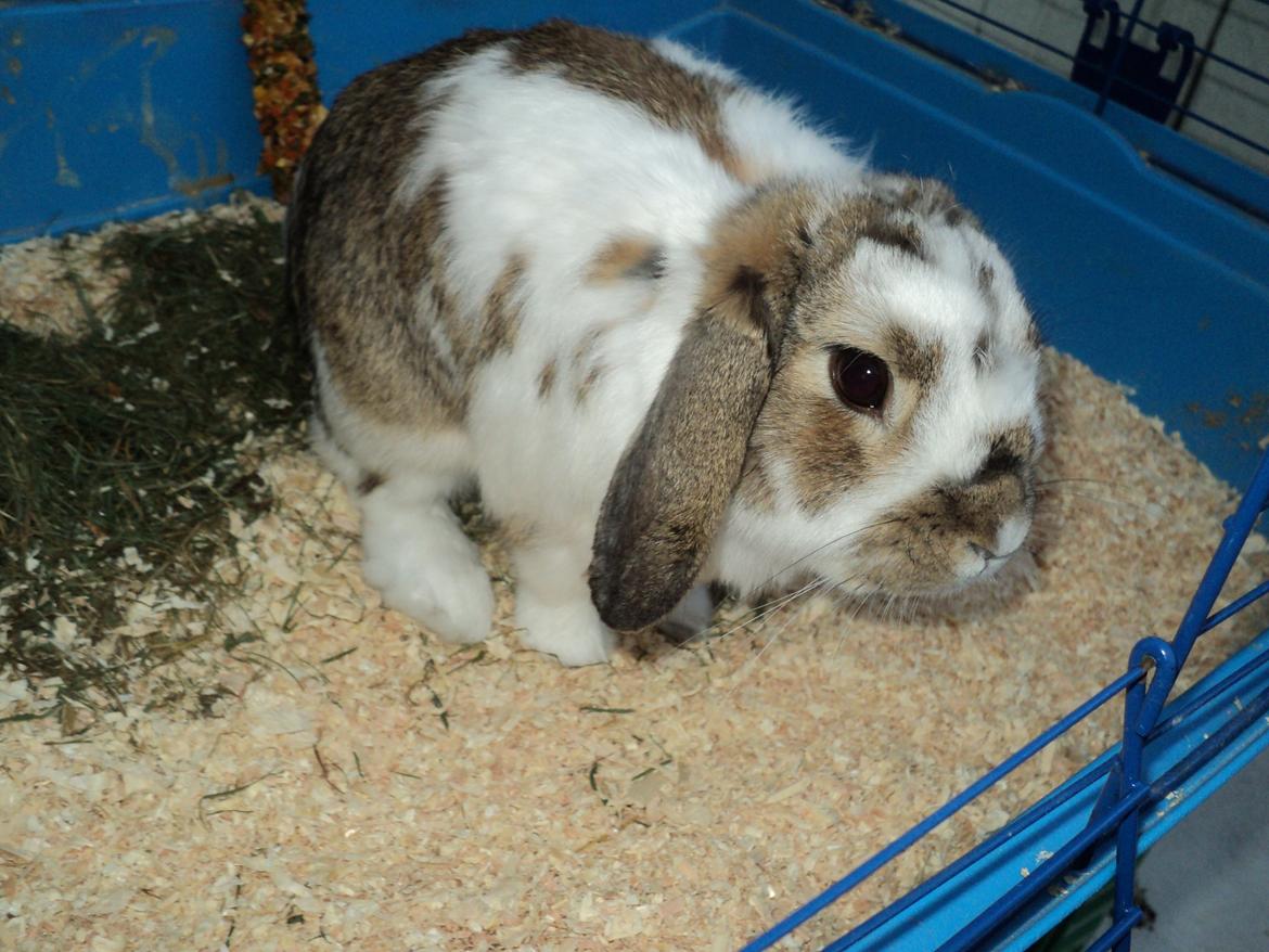 Kanin Wild way ( frede) billede 5