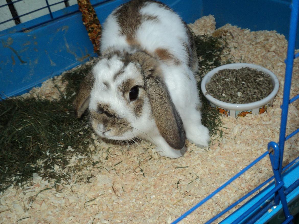 Kanin Wild way ( frede) billede 1