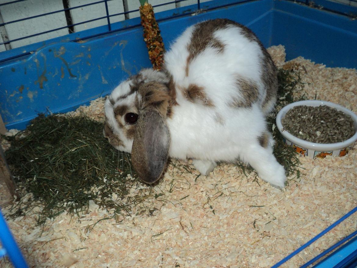 Kanin Wild way ( frede) billede 6