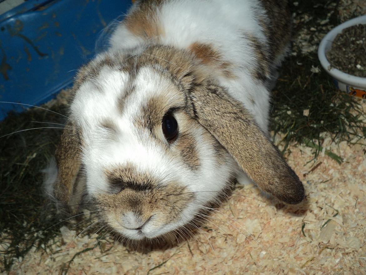 Kanin Wild way ( frede) billede 7