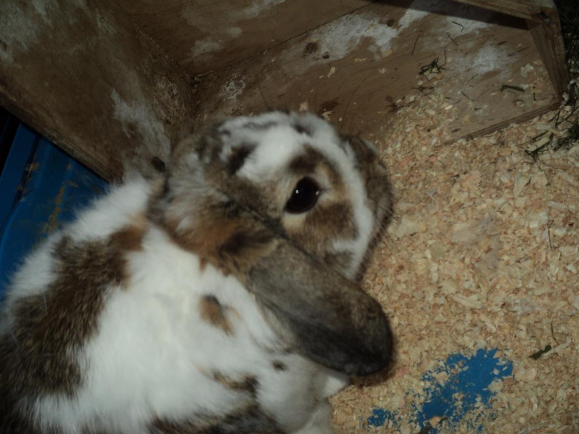 Kanin Wild way ( frede) billede 8