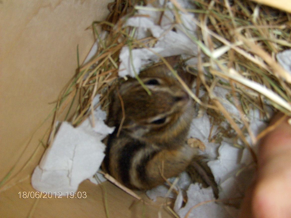 Jordegern Snøvs billede 7