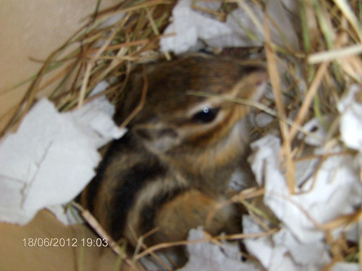 Jordegern Snøvs billede 8