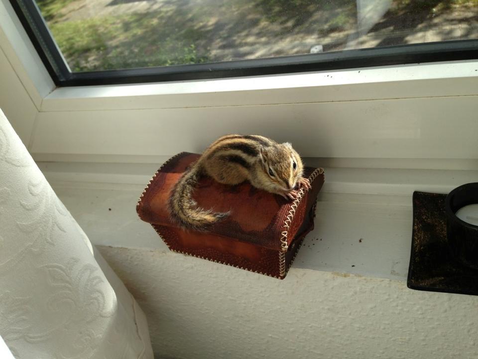 Jordegern Snøvs billede 9