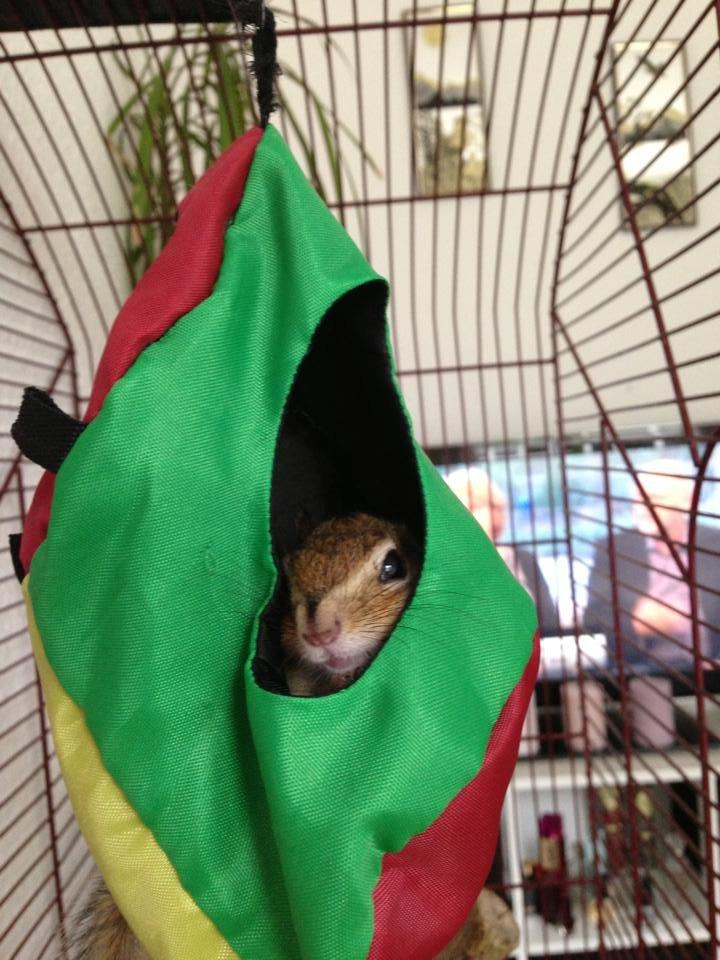 Jordegern Snøvs billede 10