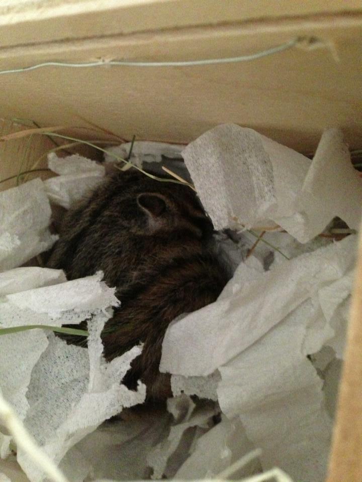 Jordegern Snøvs billede 11