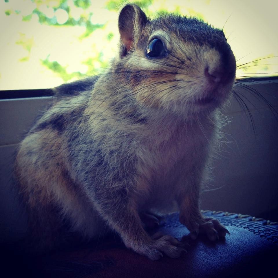 Jordegern Snøvs billede 12