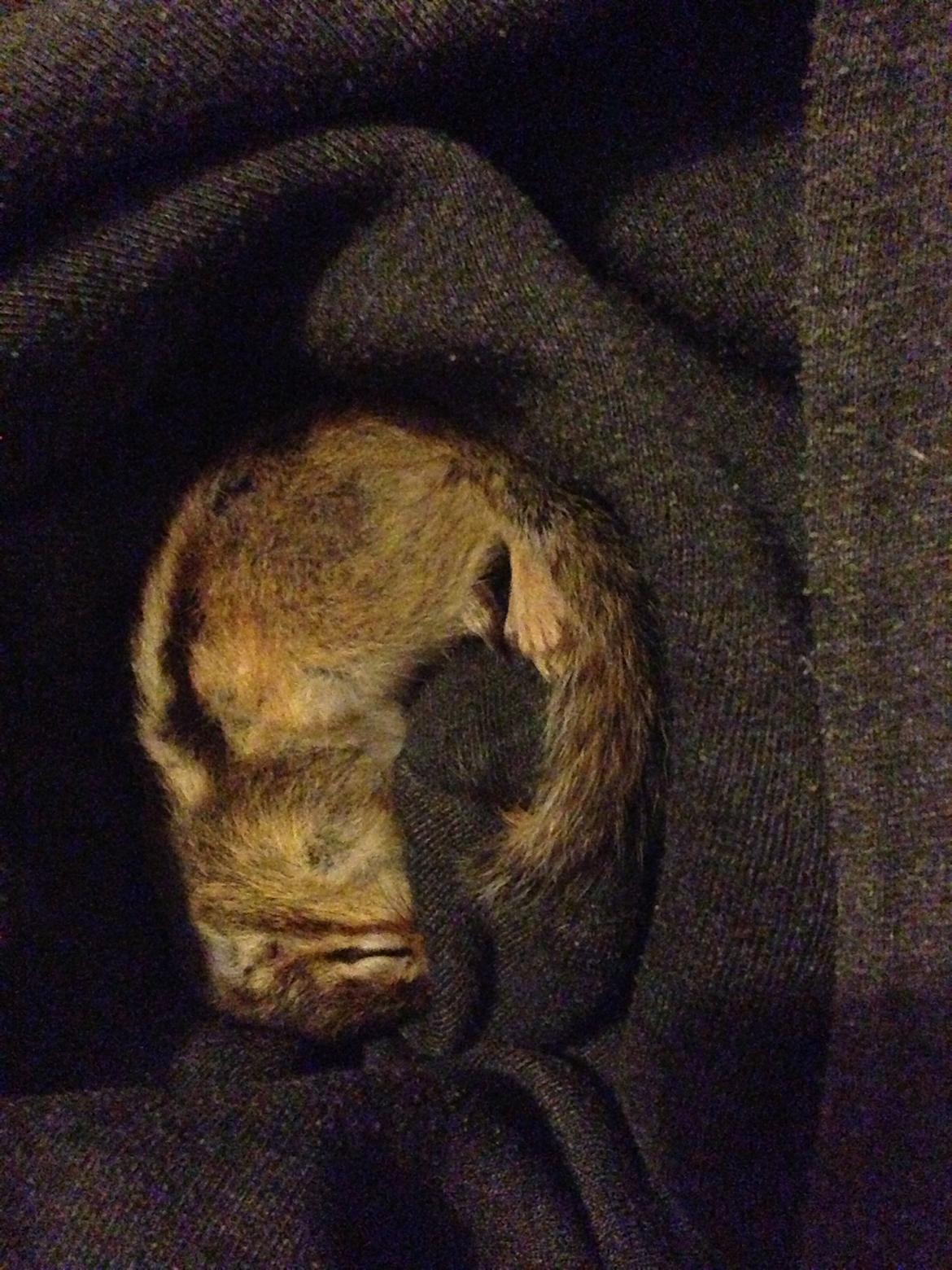 Jordegern Snøvs billede 13