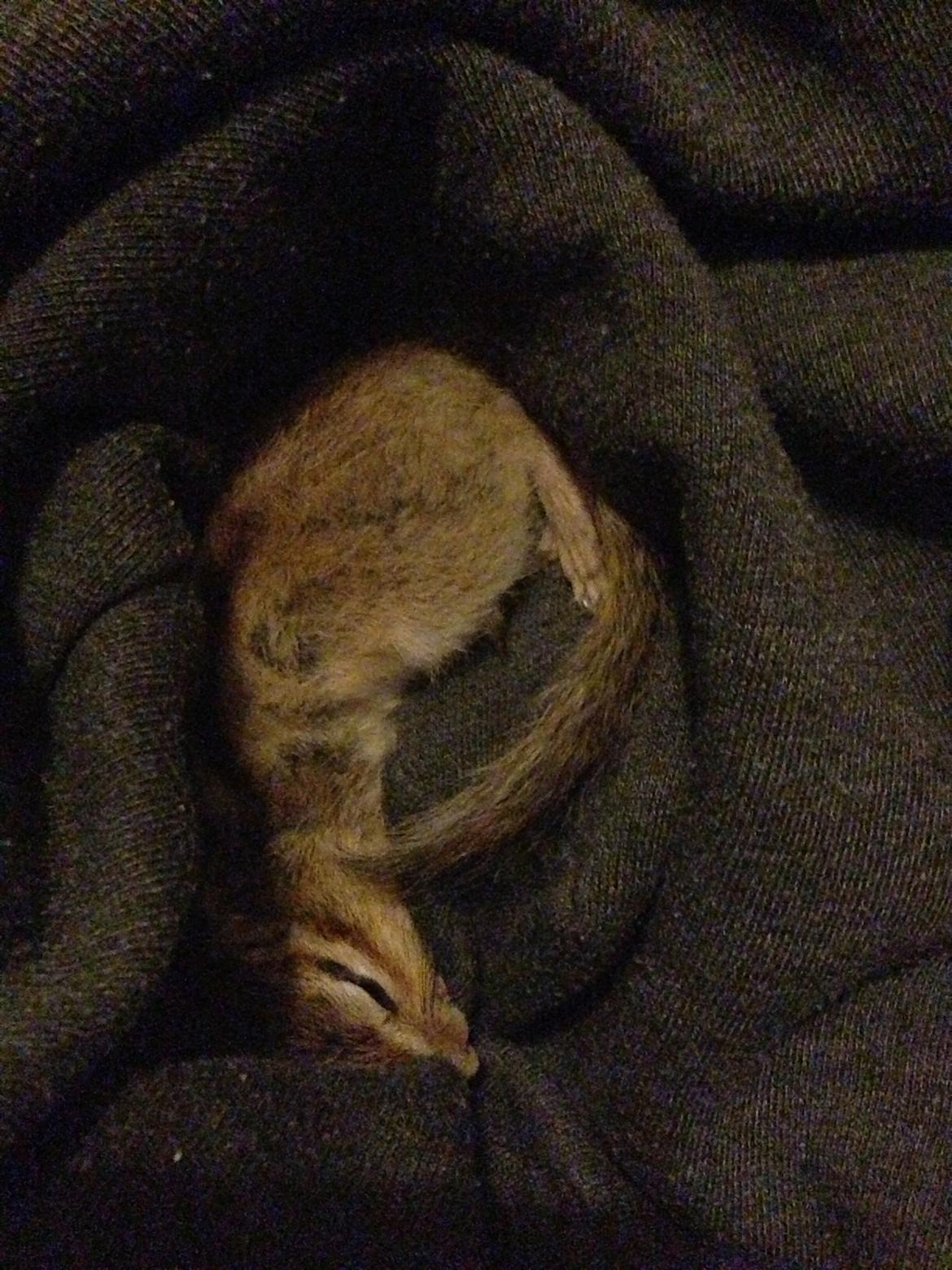 Jordegern Snøvs billede 14