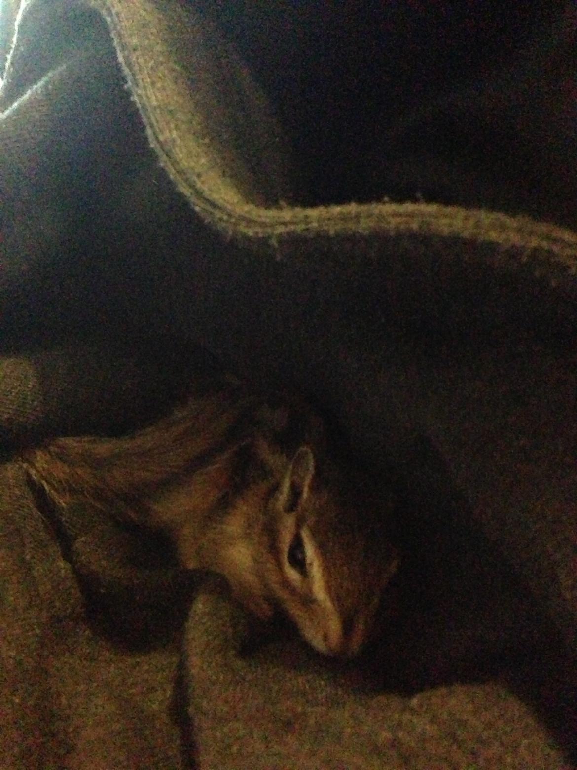 Jordegern Snøvs billede 16