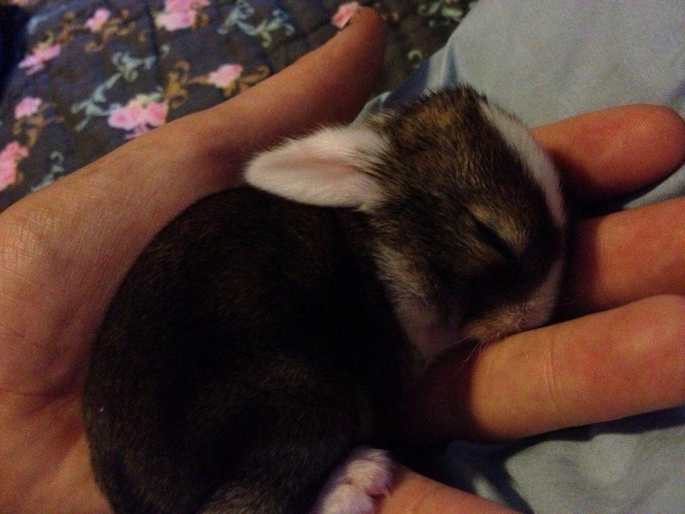 Kanin Unique's Carreaux Échecs billede 3