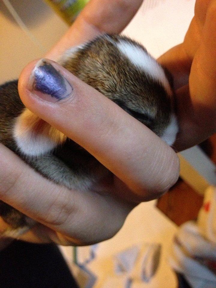 Kanin Unique's Carreaux Échecs billede 4