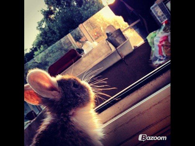 Kanin Unique's Carreaux Échecs billede 1