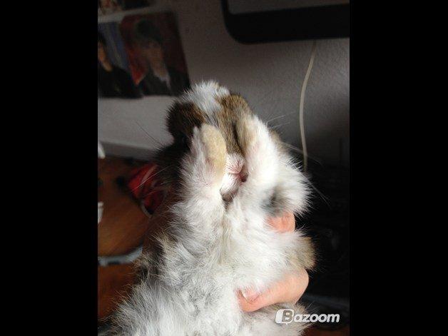 Kanin Unique's Carreaux Échecs billede 5