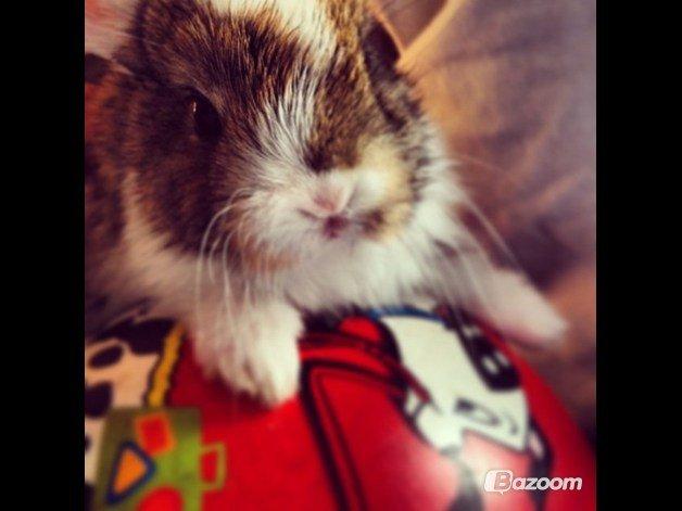 Kanin Unique's Carreaux Échecs billede 6