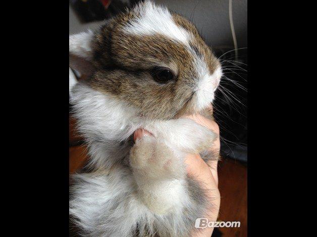 Kanin Unique's Carreaux Échecs billede 7