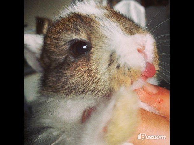 Kanin Unique's Carreaux Échecs billede 2