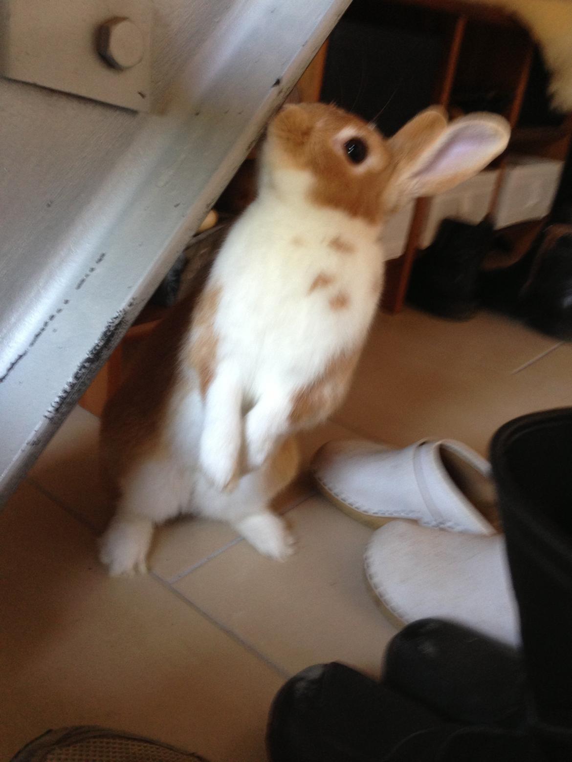 Kanin Burger <3 billede 17