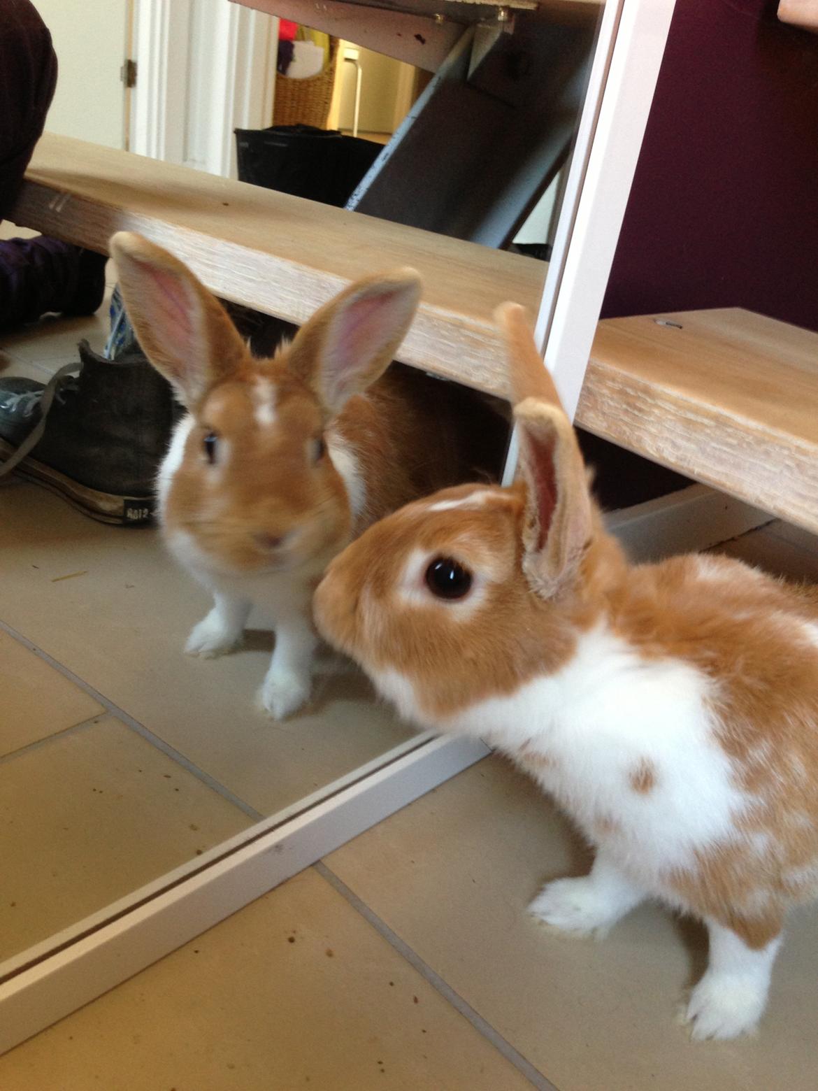 Kanin Burger <3 billede 18