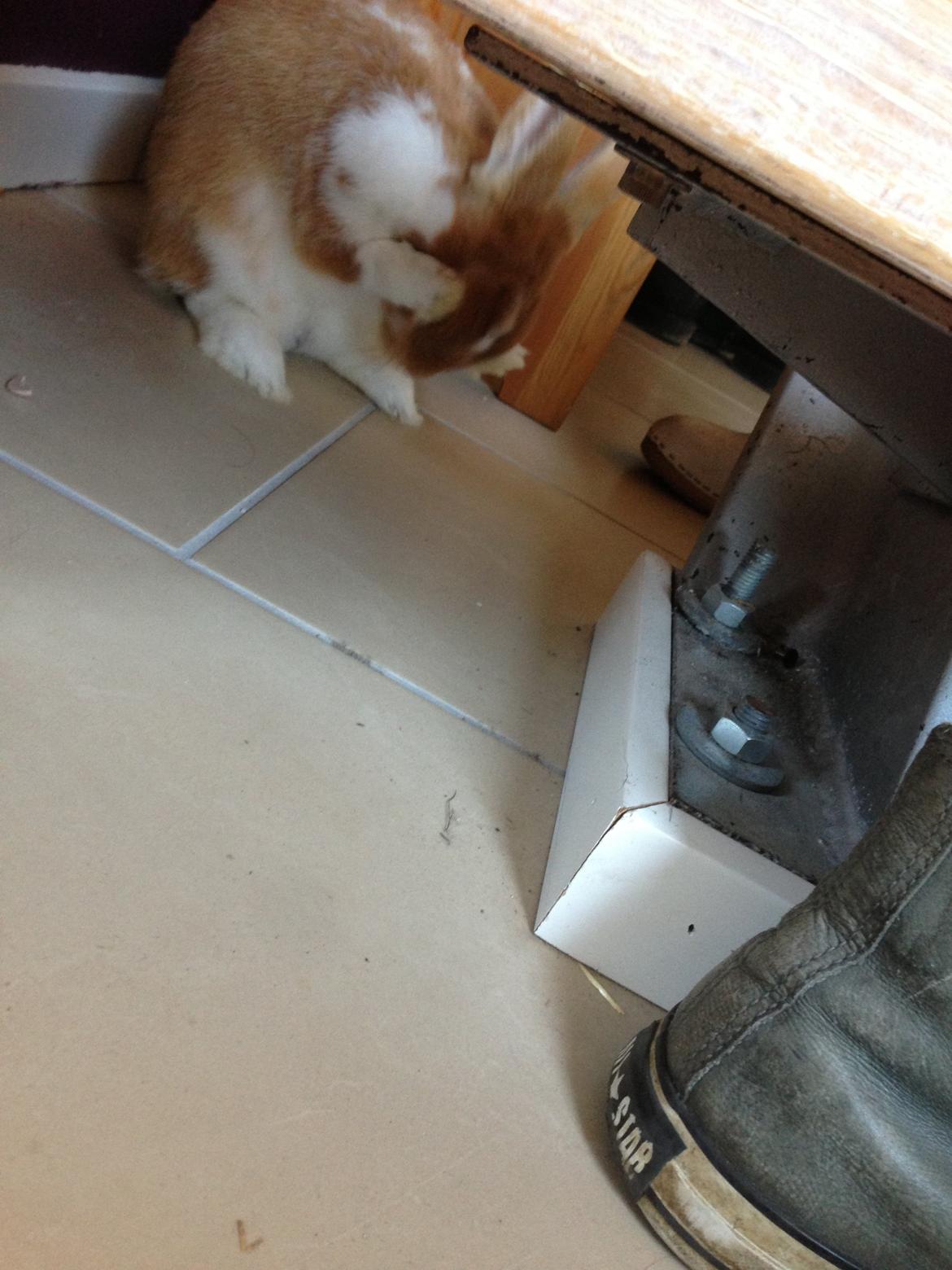 Kanin Burger <3 billede 19