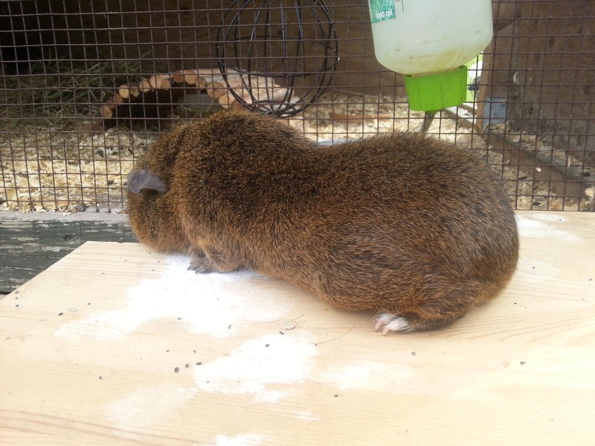 Marsvin Drömboets Elva billede 15