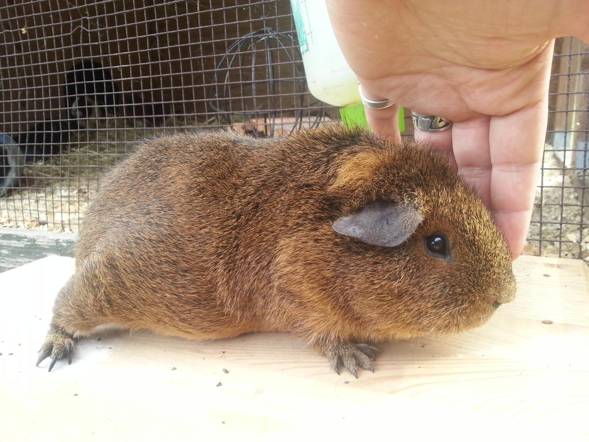 Marsvin Drömboets Elva billede 16