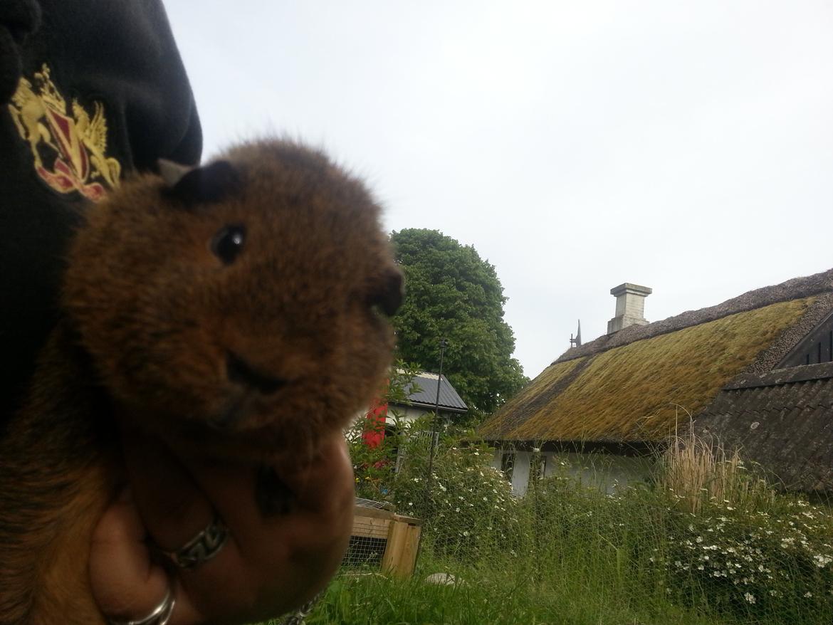 Marsvin Drömboets Elva billede 17