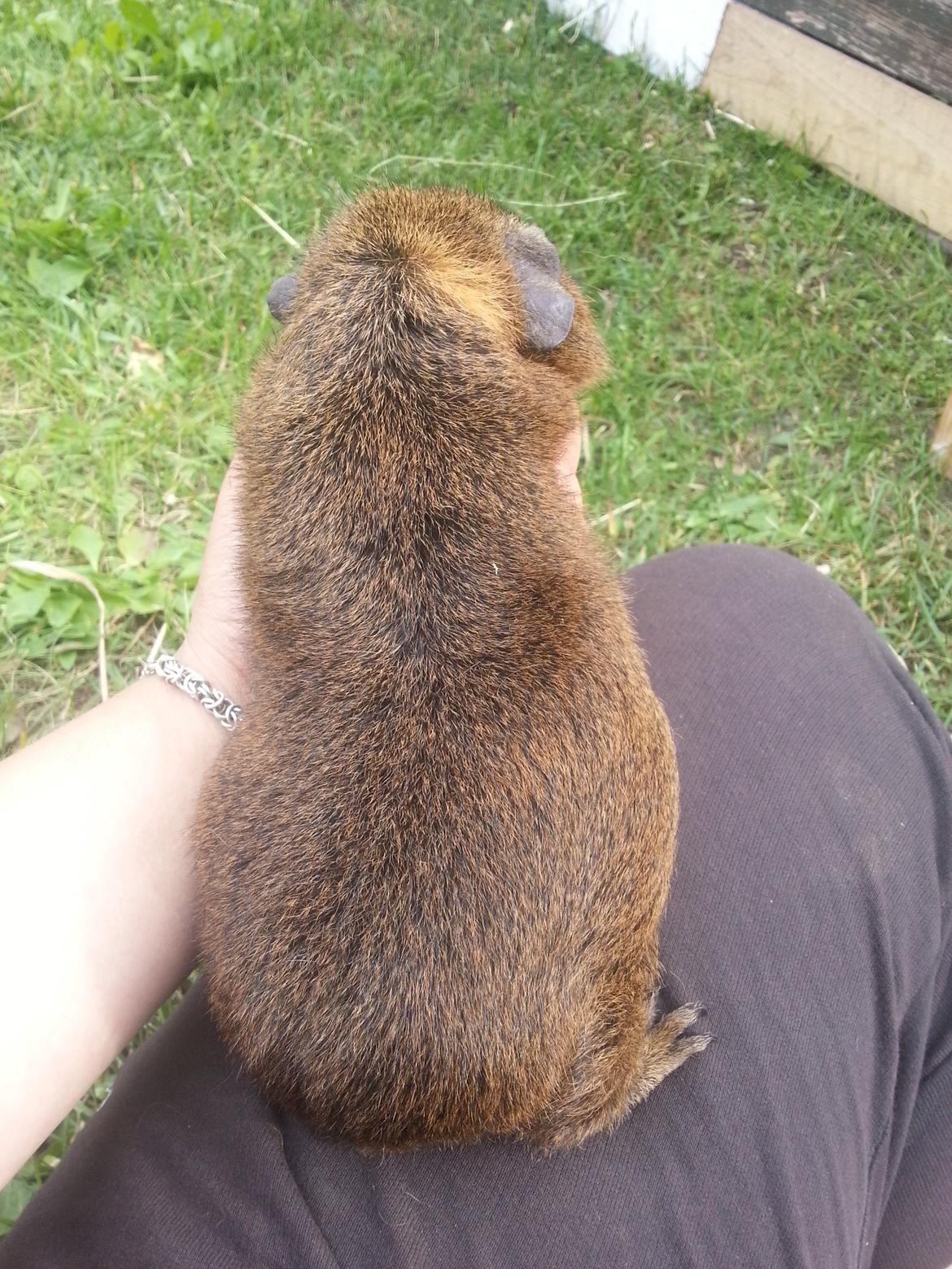 Marsvin Drömboets Elva billede 18