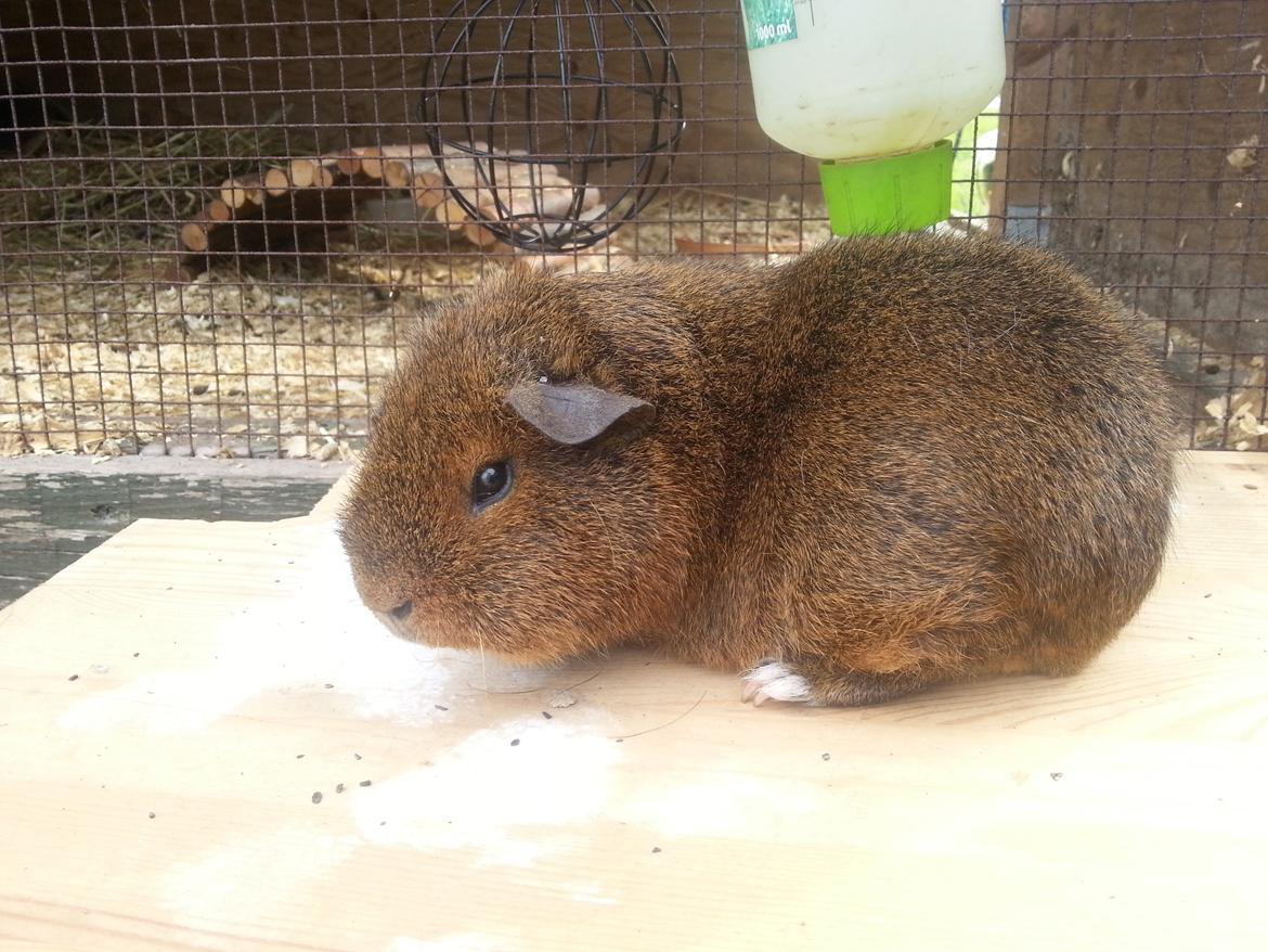 Marsvin Drömboets Elva billede 19