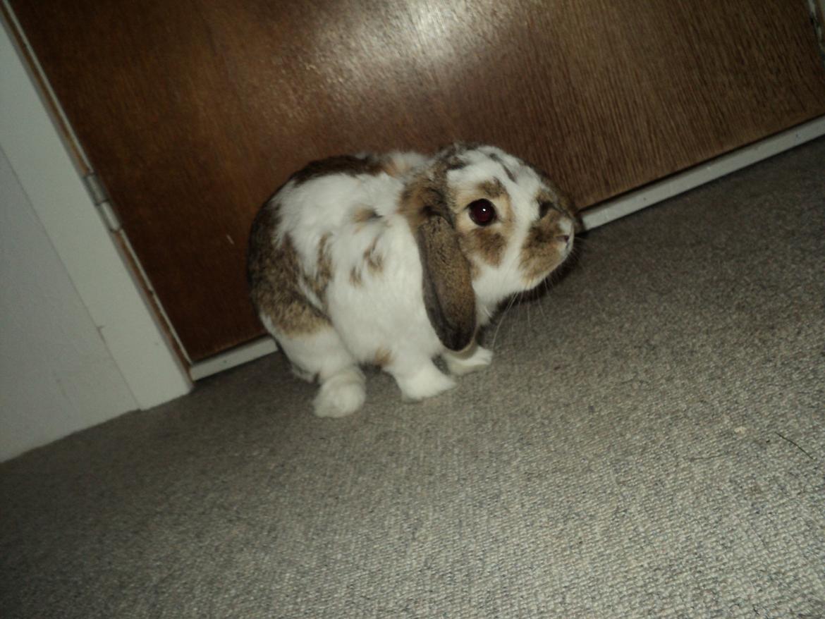 Kanin Wild way ( frede) billede 9